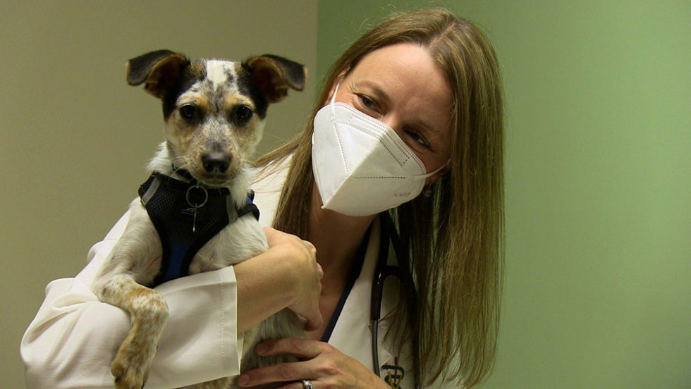 Veterinary Services in Poughkeepsie, NY Community Animal Care