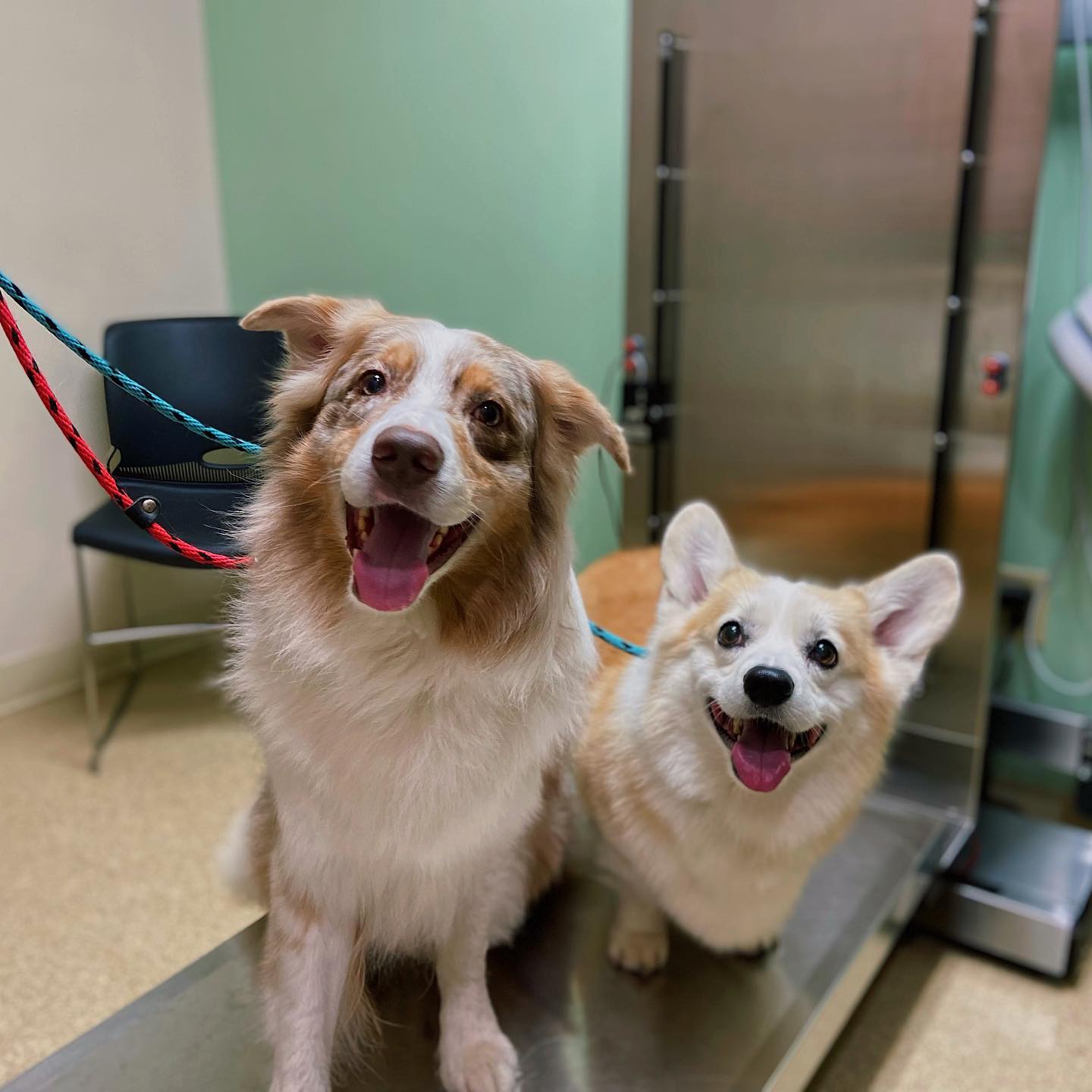 Veterinary Practice in Poughkeepsie, NY | Community Animal Care