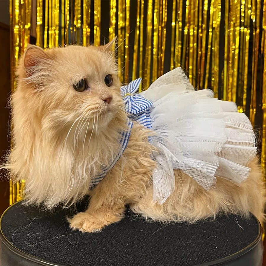 orange cat in tutu costume
