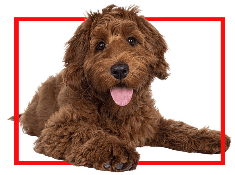 brown goldendoodle with tongue out in red box