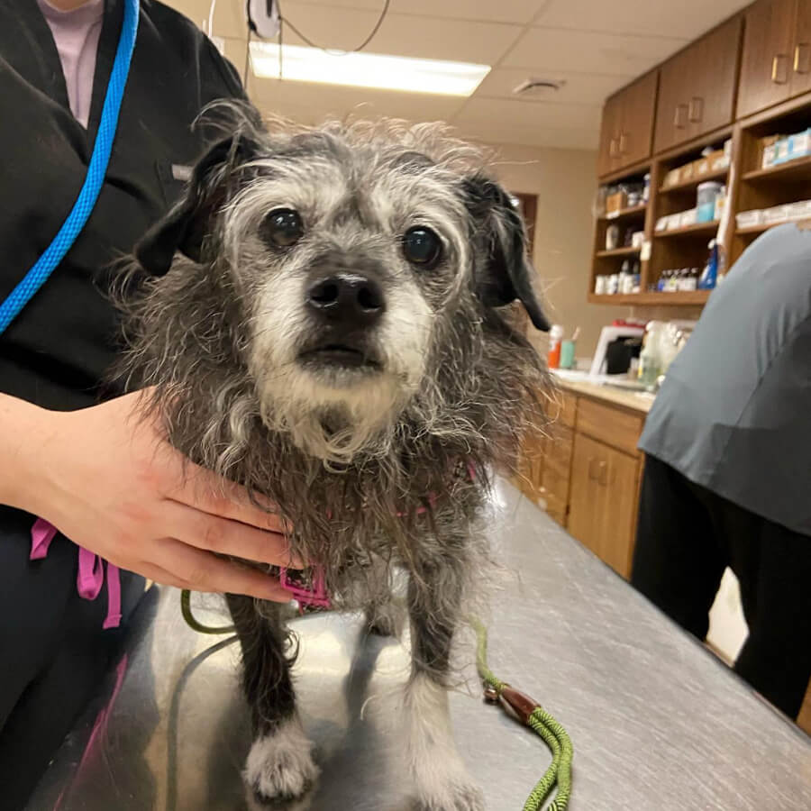scraggly gray dog on exam table