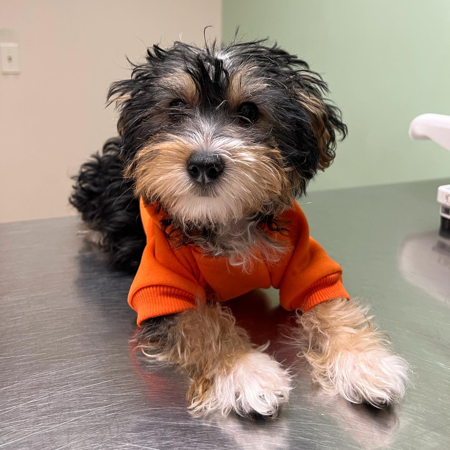 small dog sitting on exam table with orange sweater on