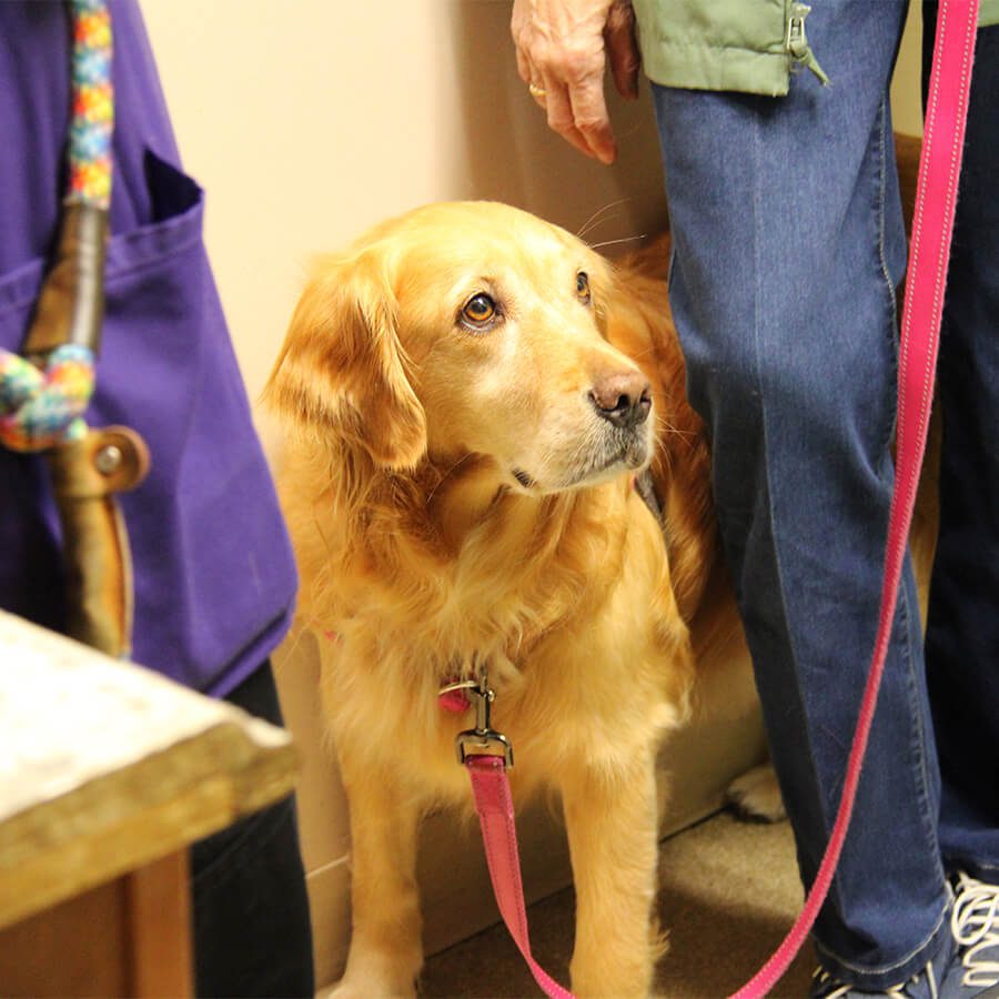 Golden On Leash