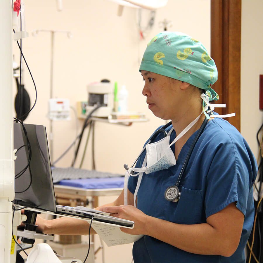 Vet At Computer