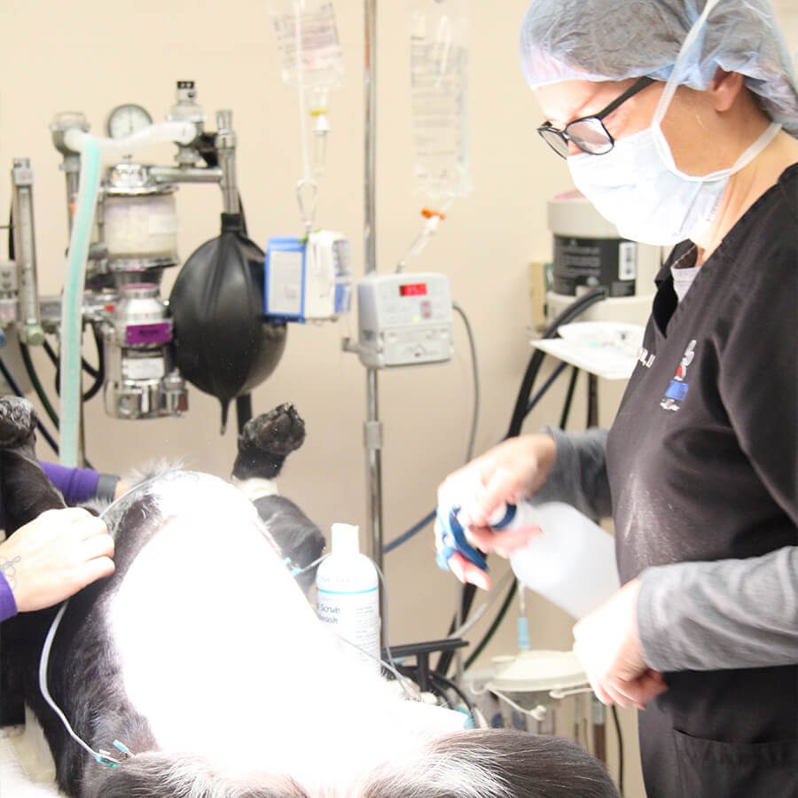 Vet During Procedure