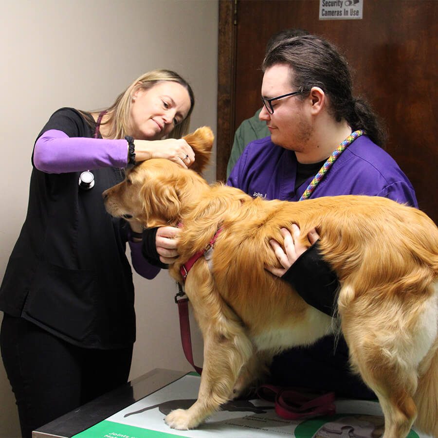 Vet Examining Golden