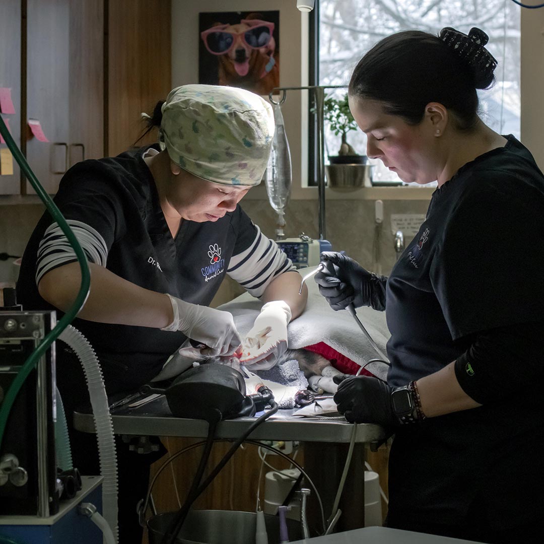 veterinarian cleaning a cat's teeth with an assistant standing by