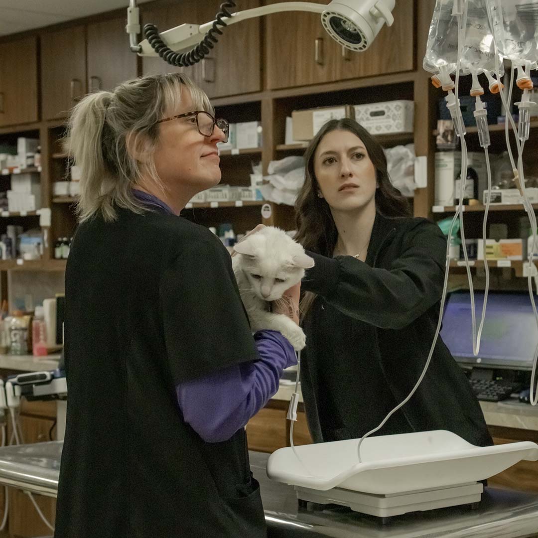 white cat on an IV drip