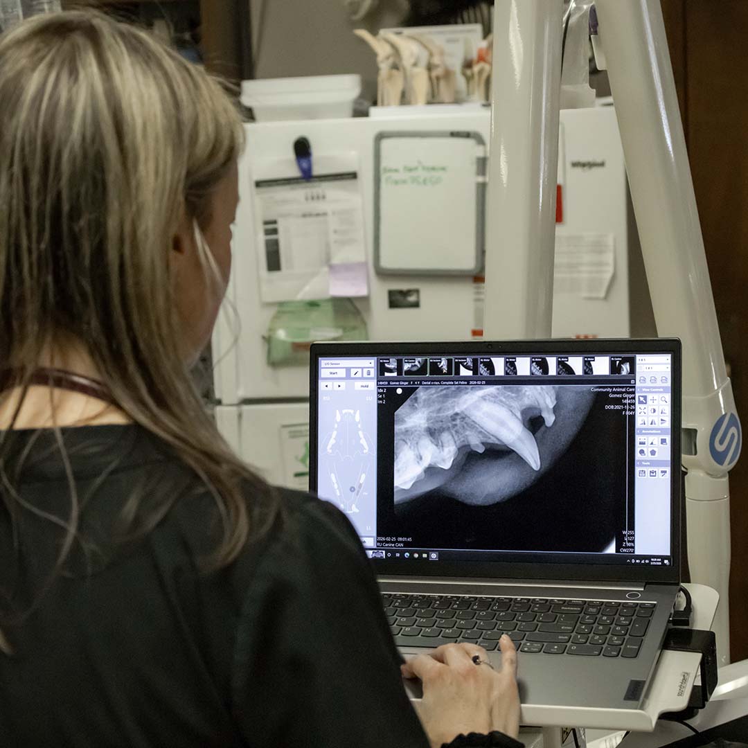 veterinarian looking at a scan of a pet's teeth