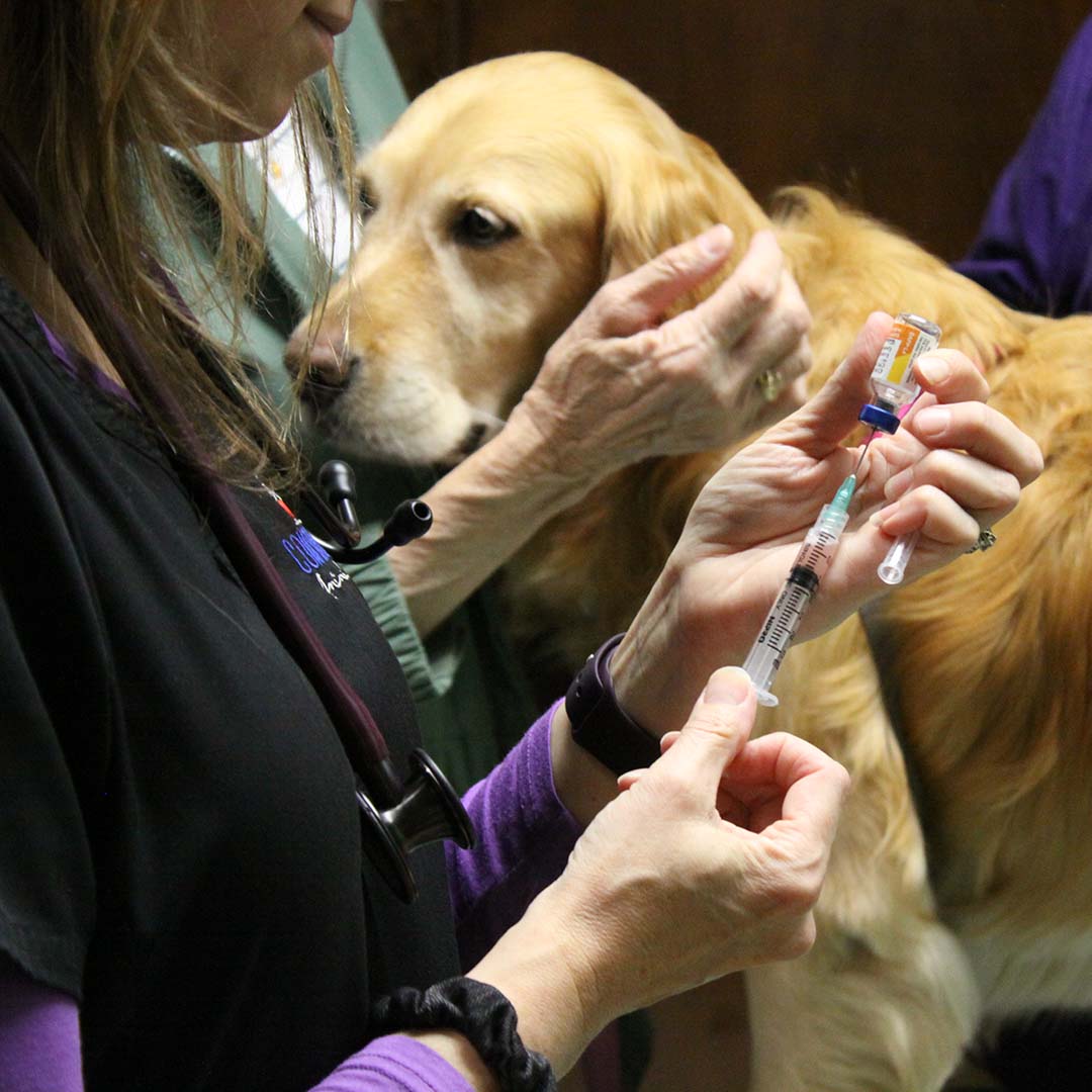 golden retriever about to get a vaccine
