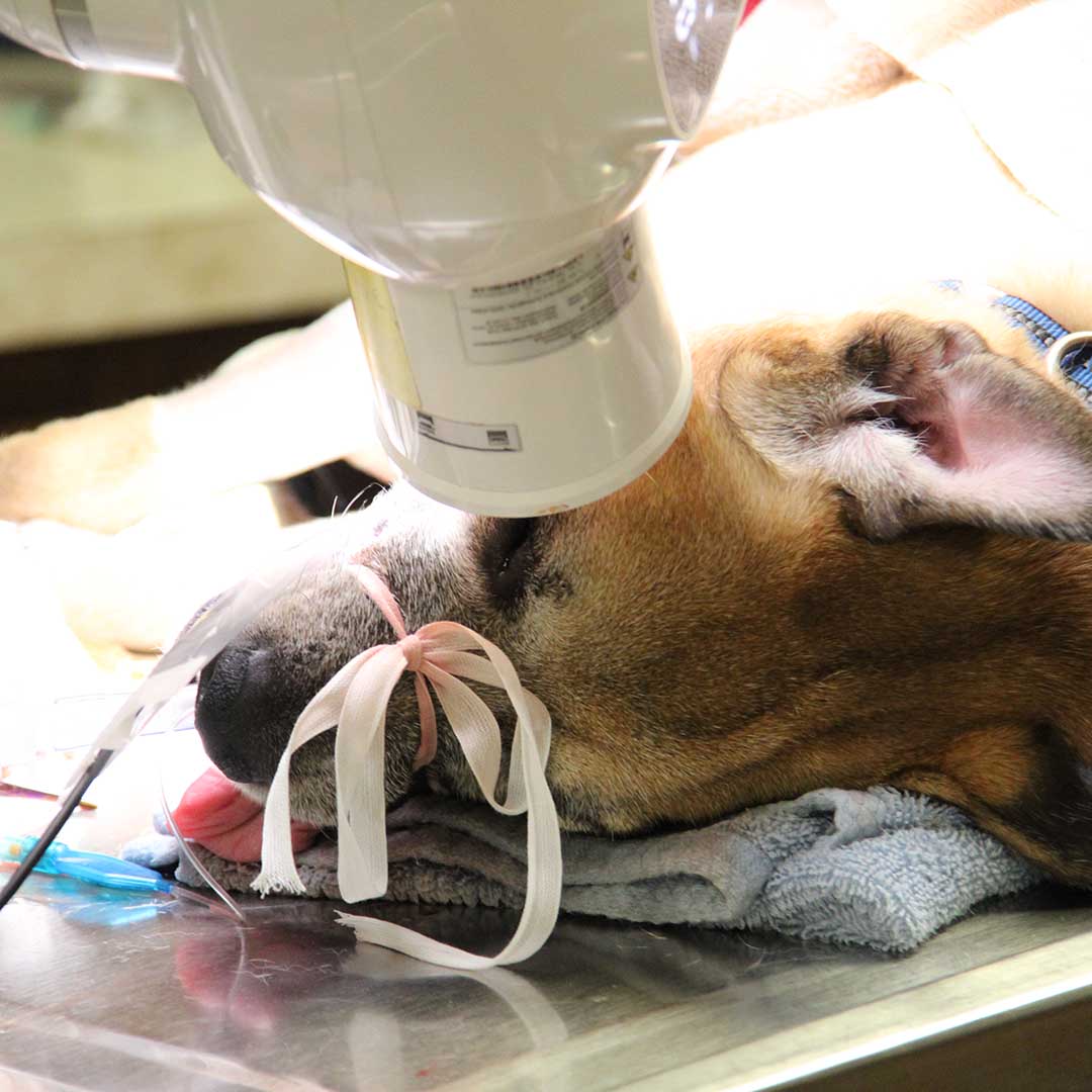 closeup of a dog getting an x-ray