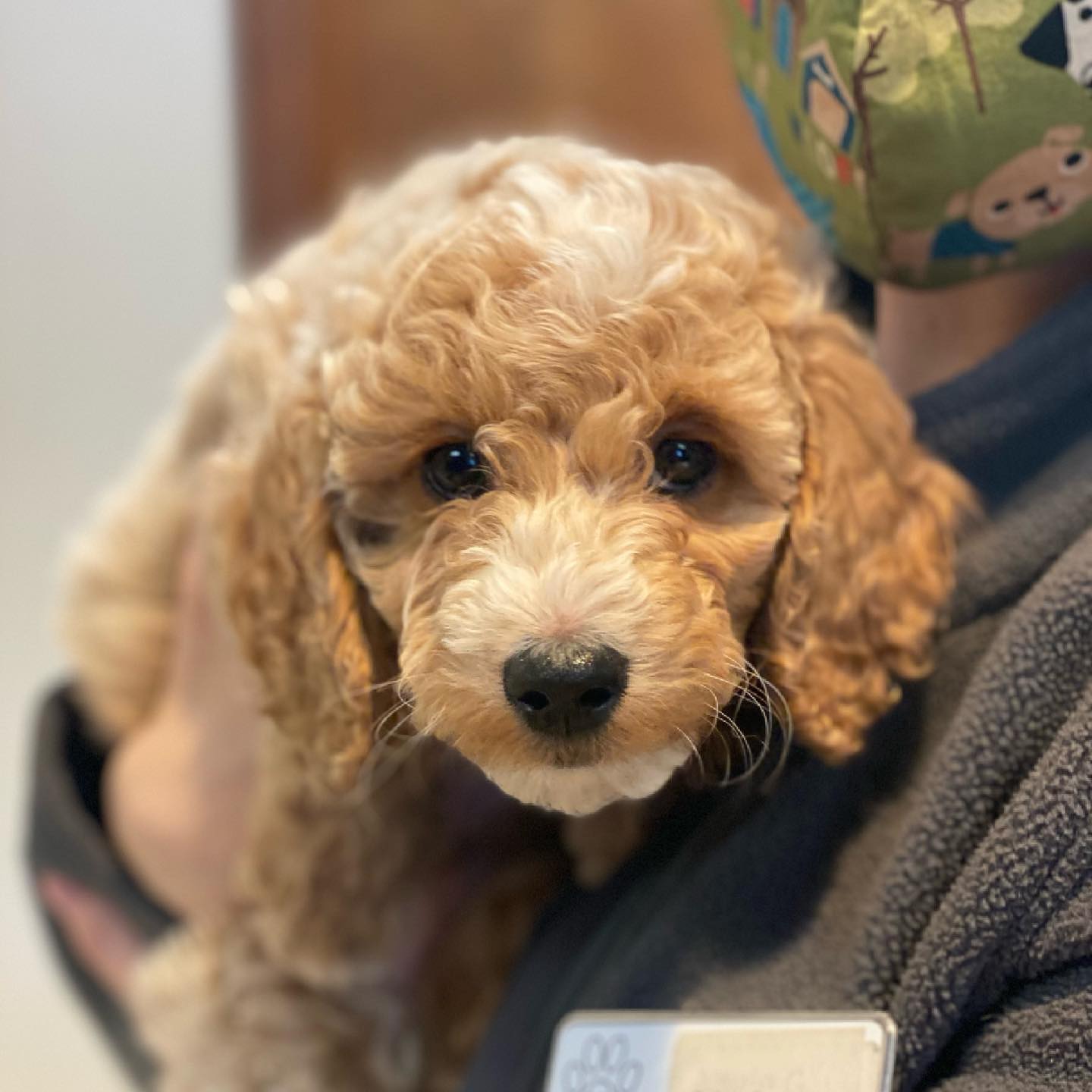 Doodle puppy at the clinic for its first vaccinations