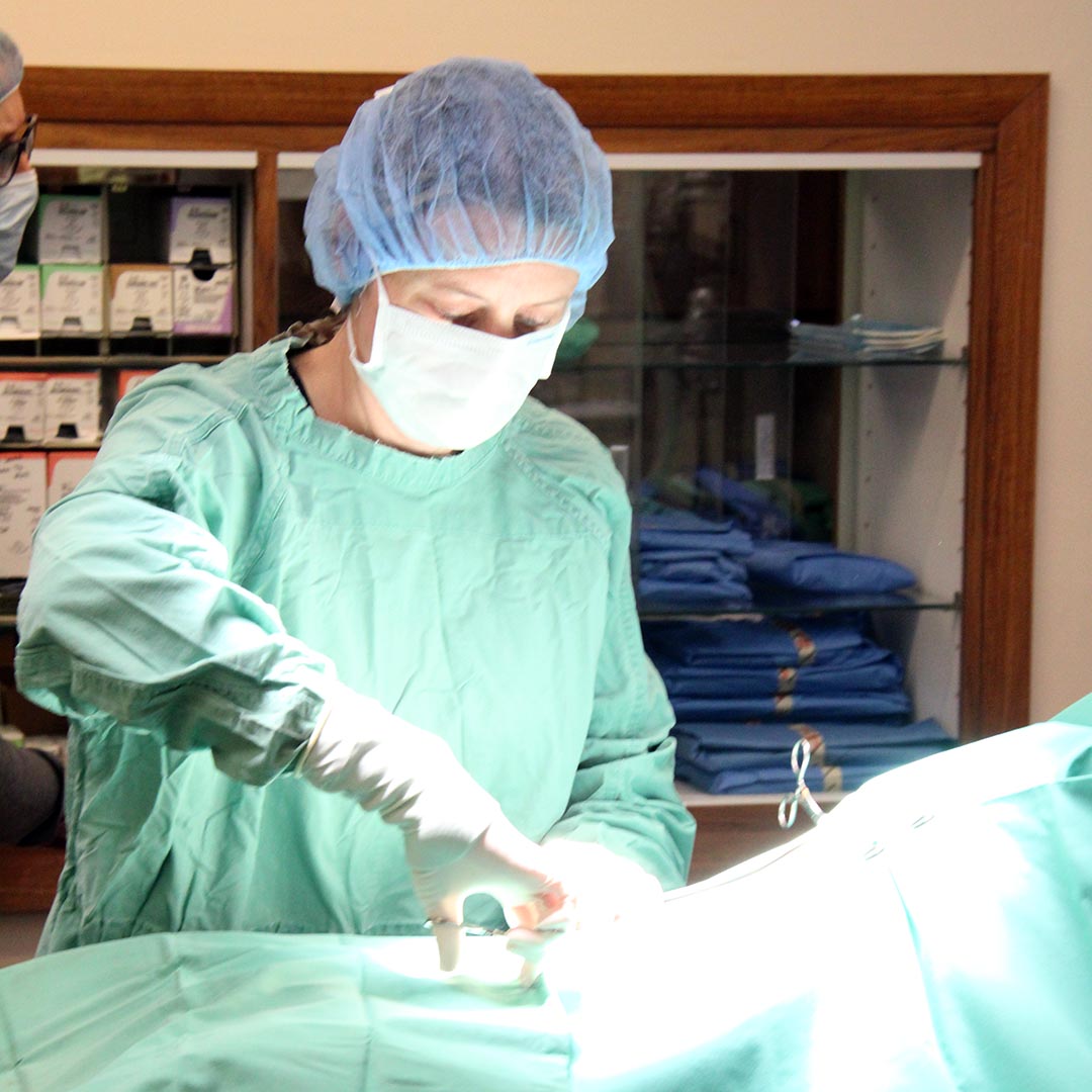veterinary wearing scrubs and holding a surgical tool as surgery begins on a large dog