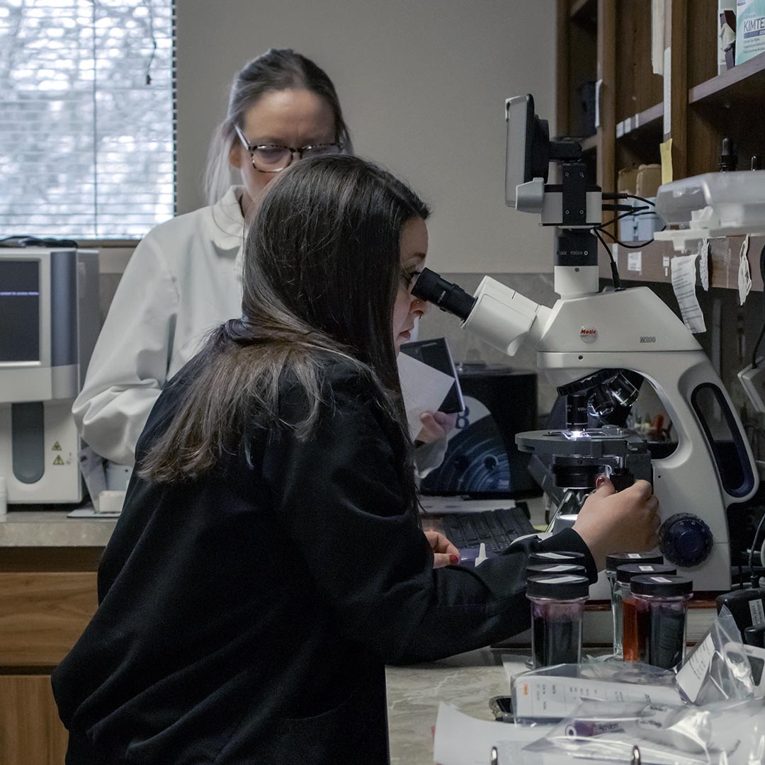 veterinary technician looking through a microscope at a blood sample