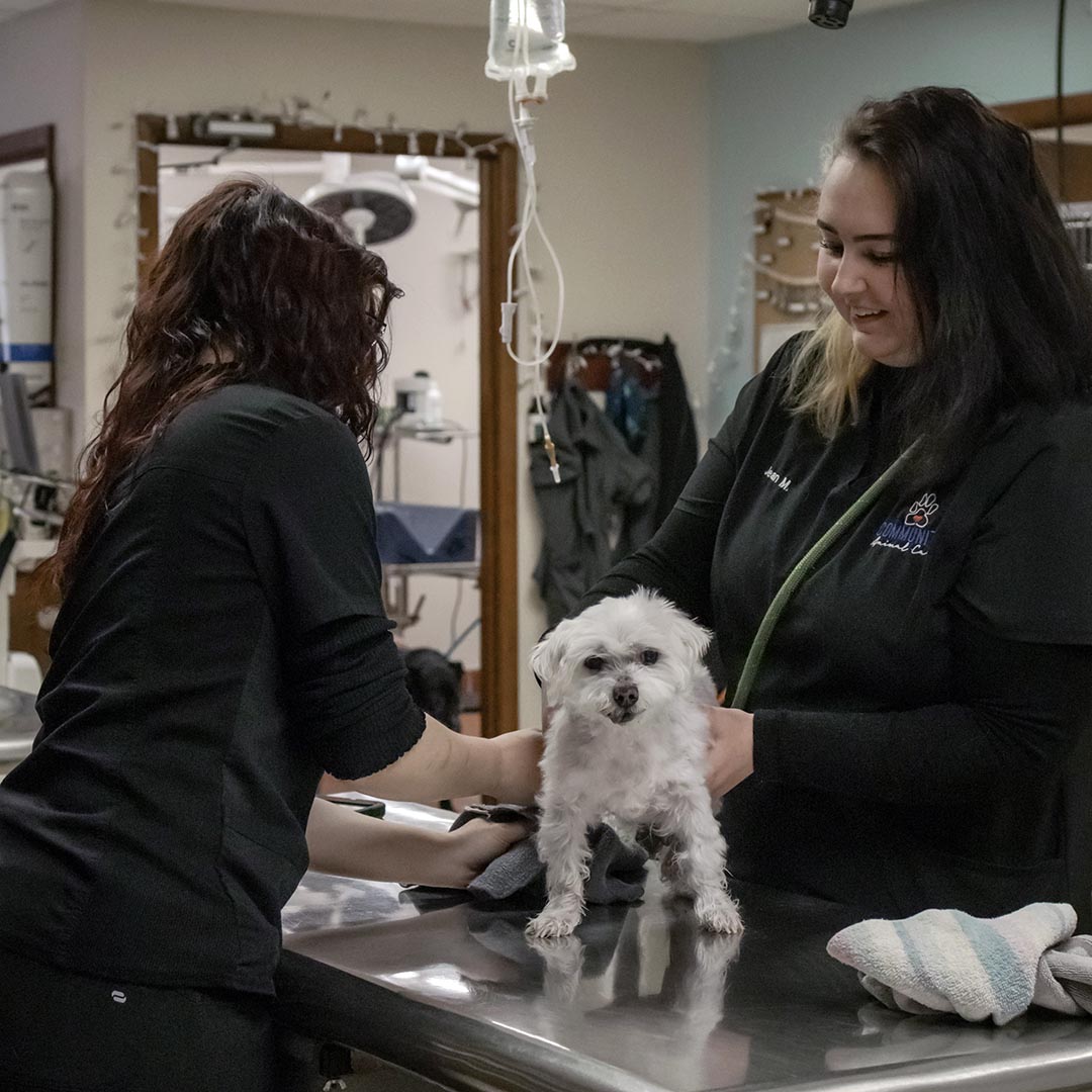 assistant smiling while examining a small dog