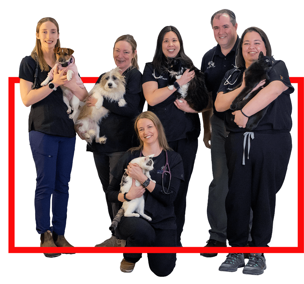 veterinary staff members holding dogs and cats