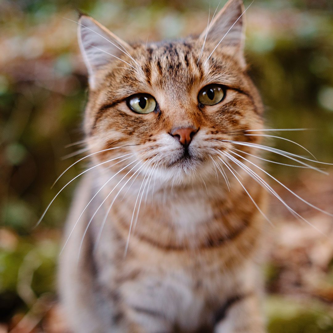 A Siberian tabby cat exploring the autumn forest