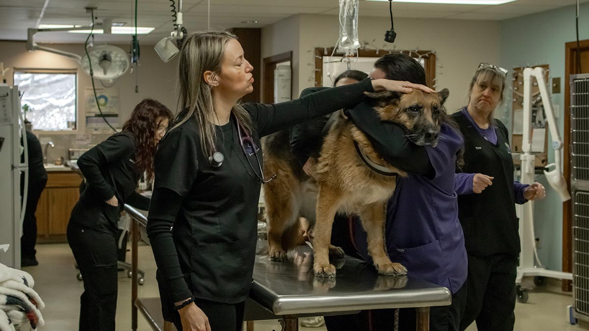 Veterinary Blog Veterinary Blog | Community Animal Care