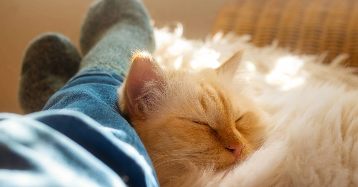 cat sleeping snuggled up to owner's feet
