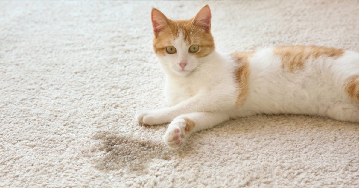white and orange cat laying next to a wet spot on the carpet
