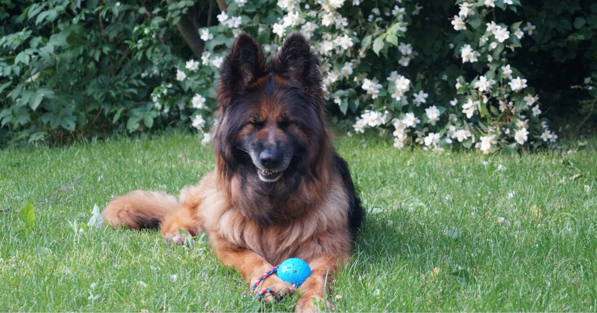 German shepherd dog laying in the grass with a toy mid sneeze