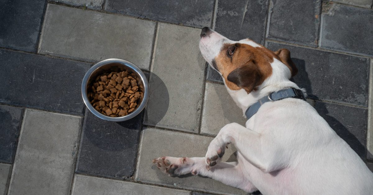 jack russell terrier dog laying next to full food bowl on the floor