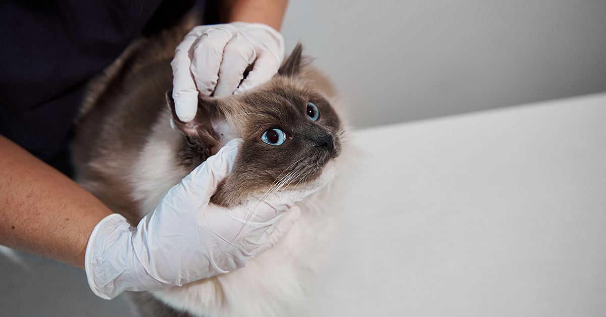 Vet checking Cat Ear for Infection