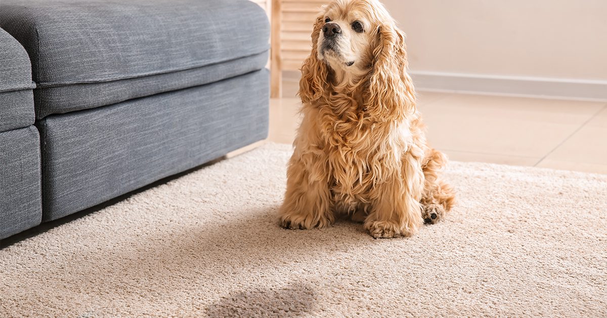 Dog sitting next to wet spot on carpet