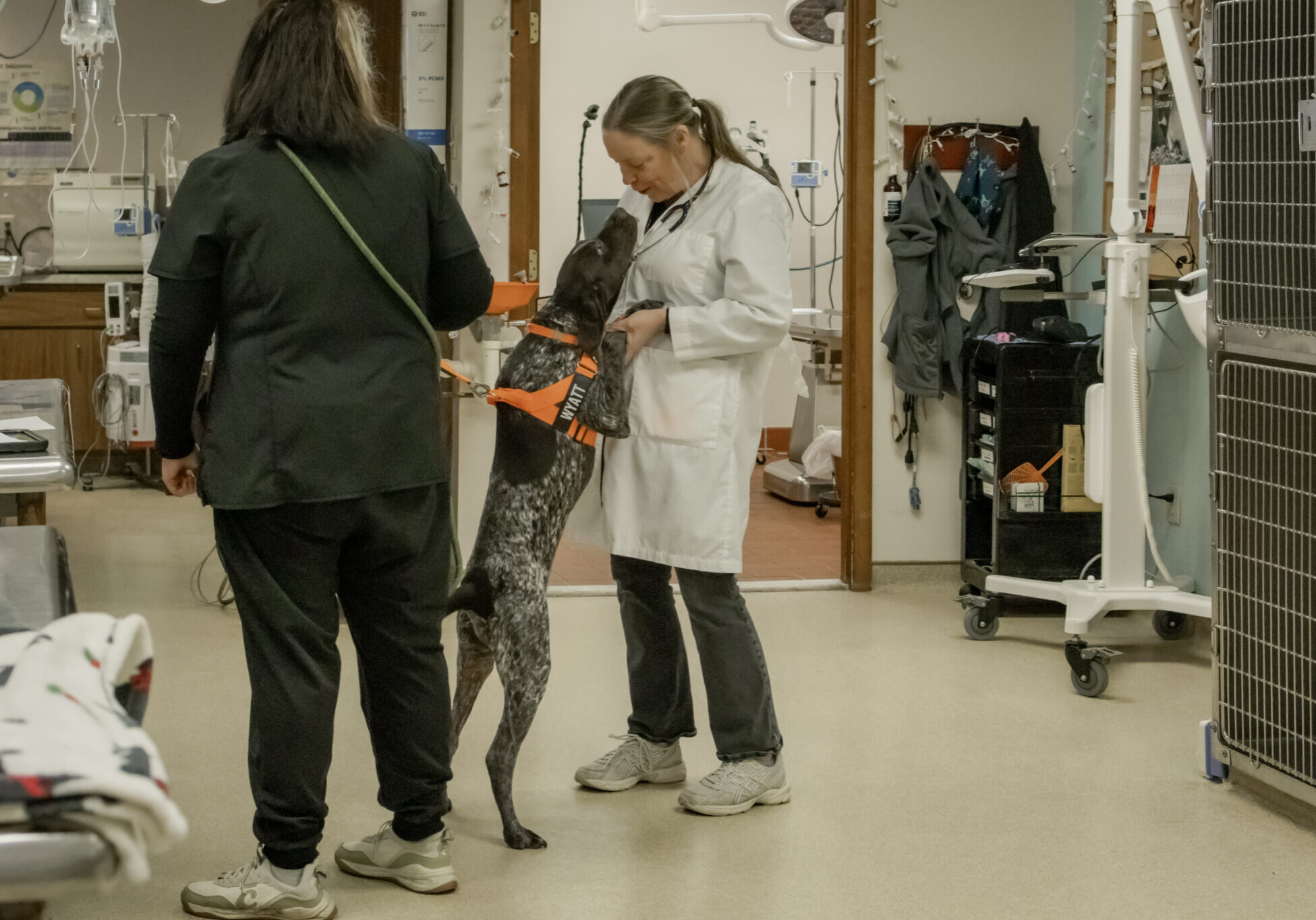 vet with standing dog