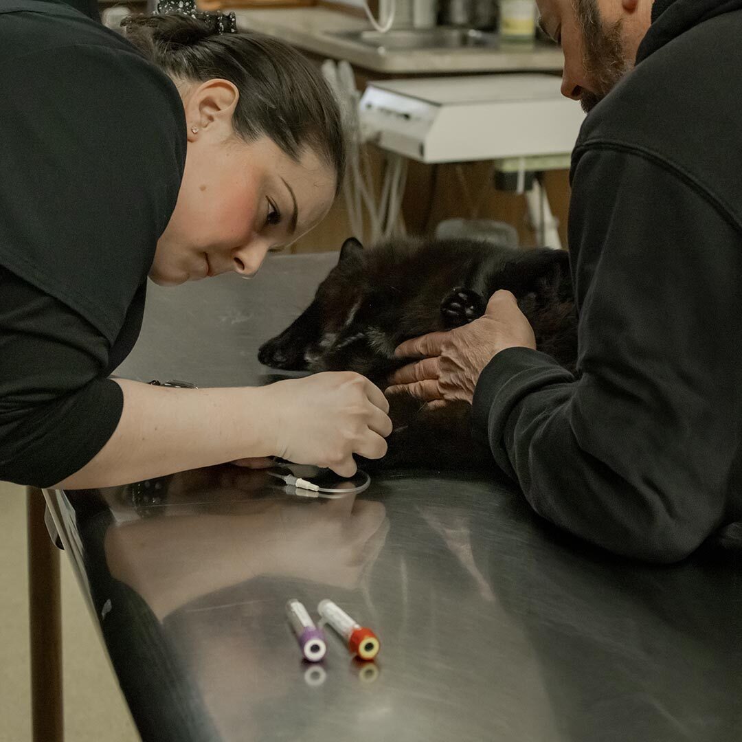 vet drawing blood from a small dog's arm