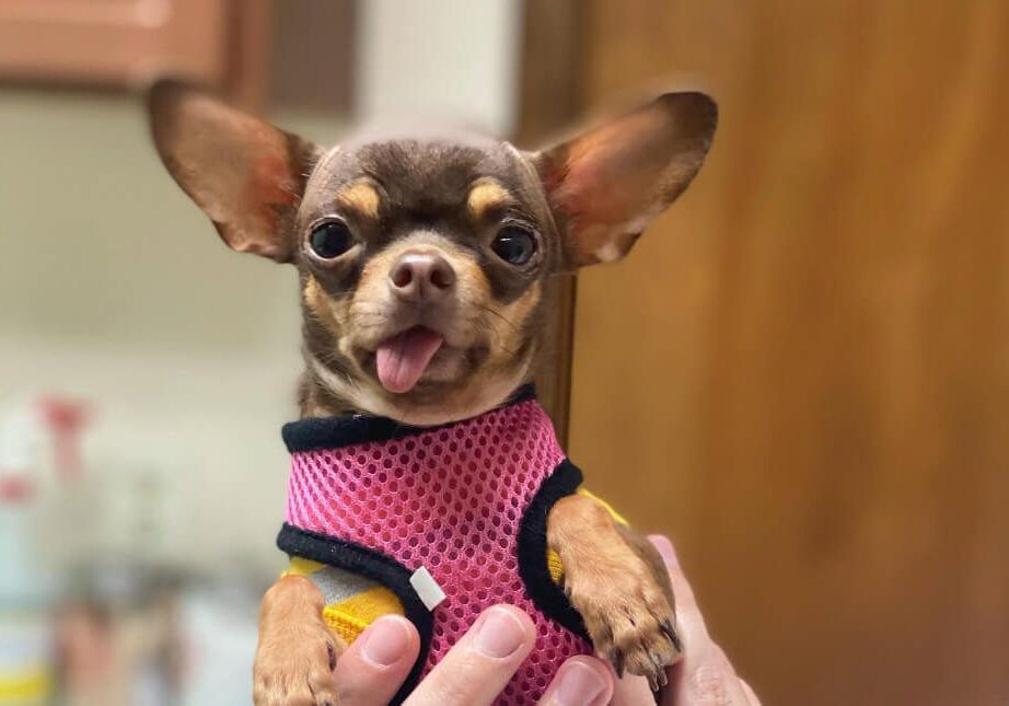 brown chihuahua with tongue out