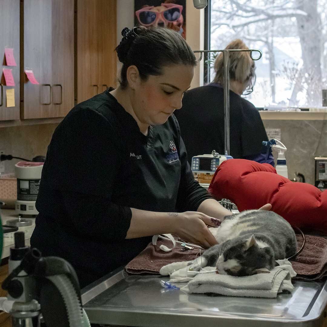 technician taking care of a gray and white cat who is under anesthesia