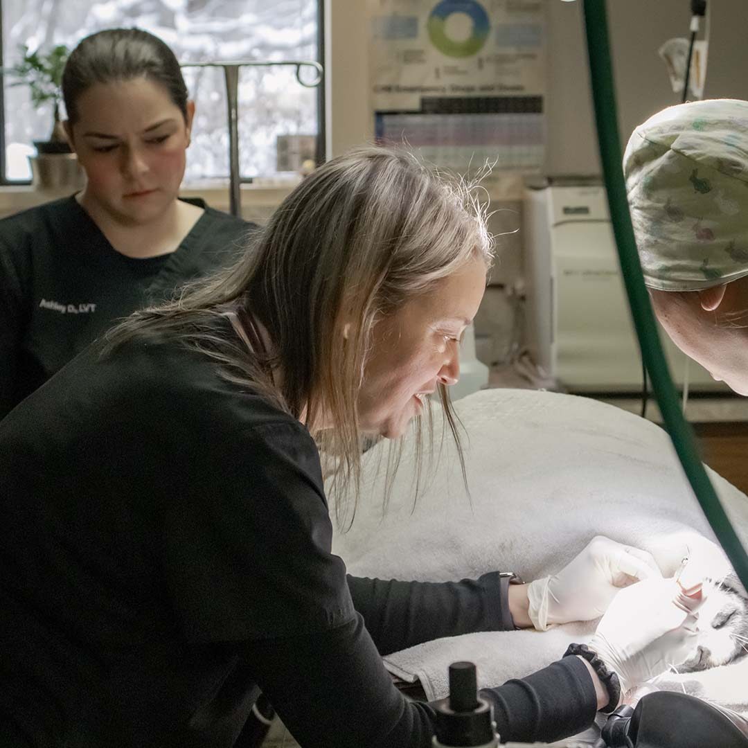 veterinarian cleaning a cat's teeth