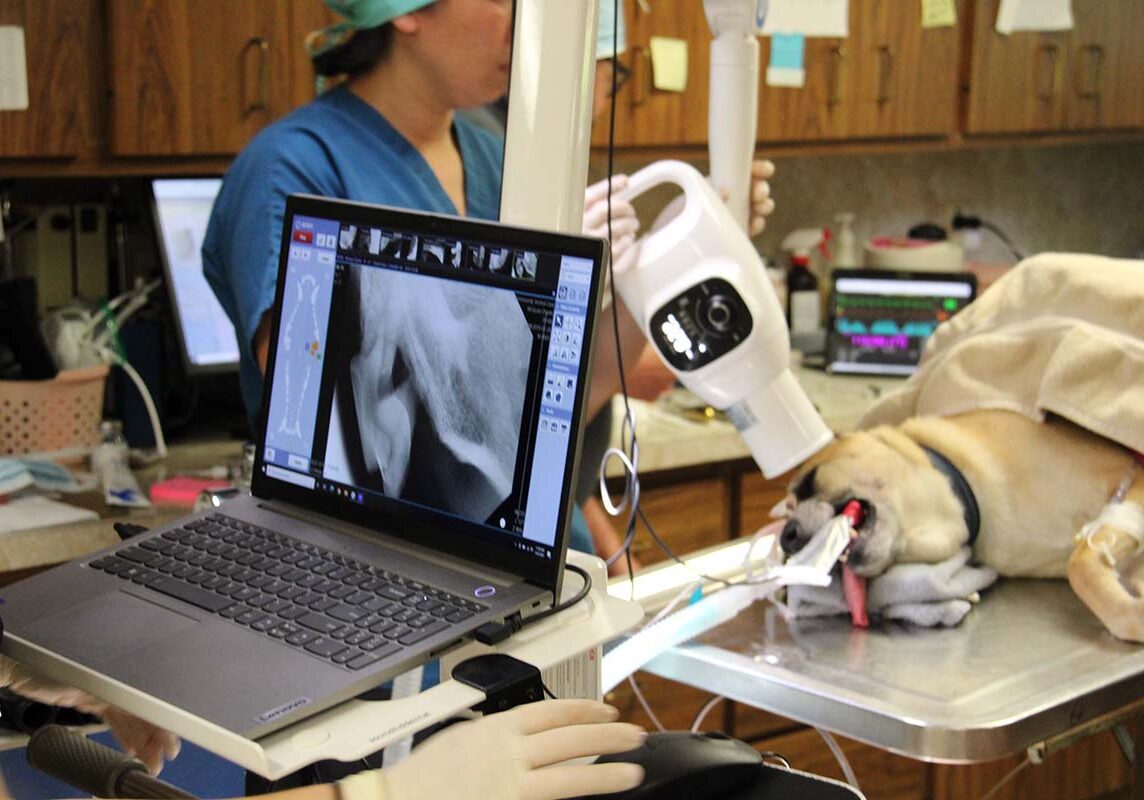 team getting an x-ray of a dog's jaw