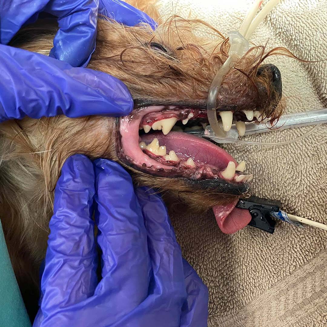 closeup of a dog's mouth who is under anesthesia