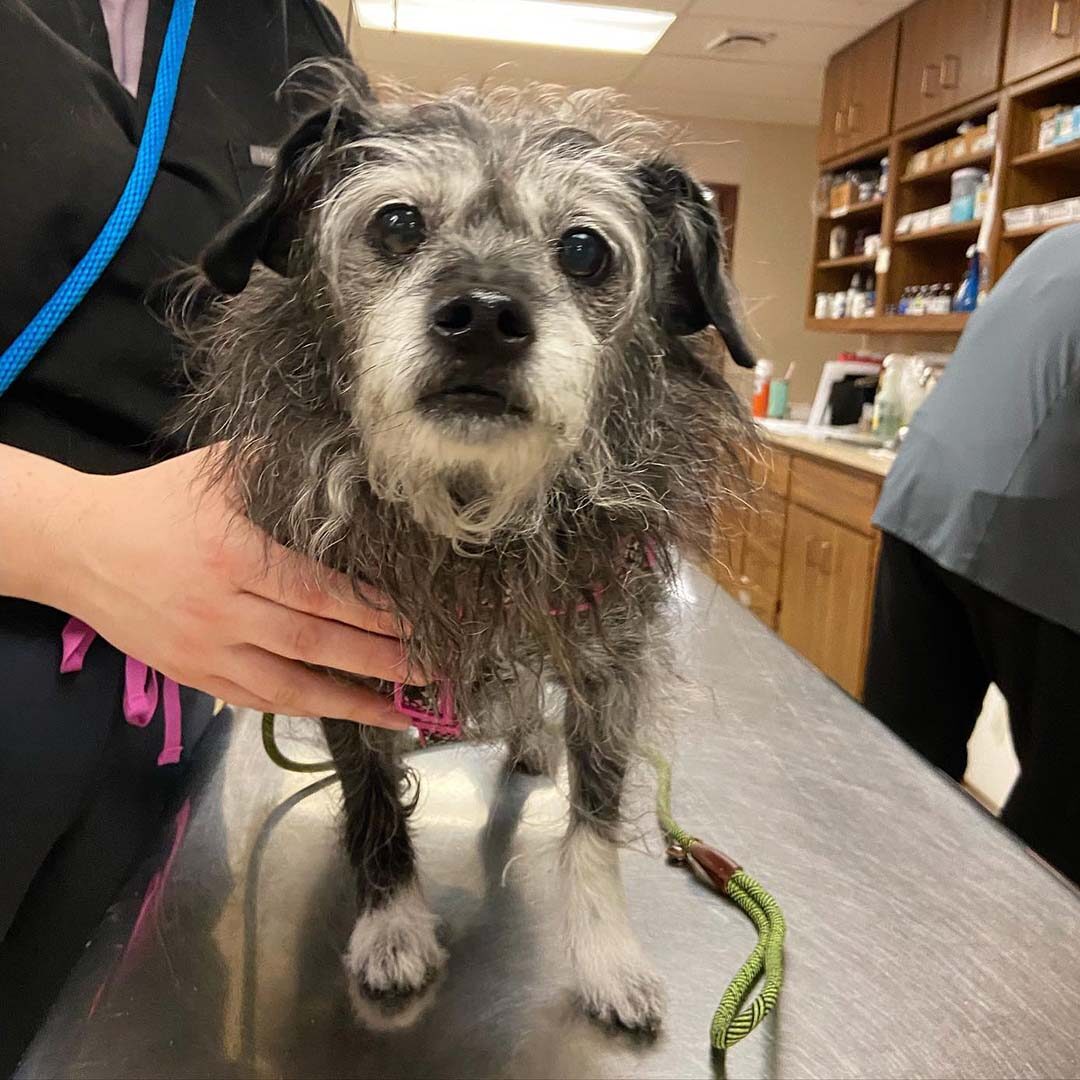 gray faced dog at its appointment