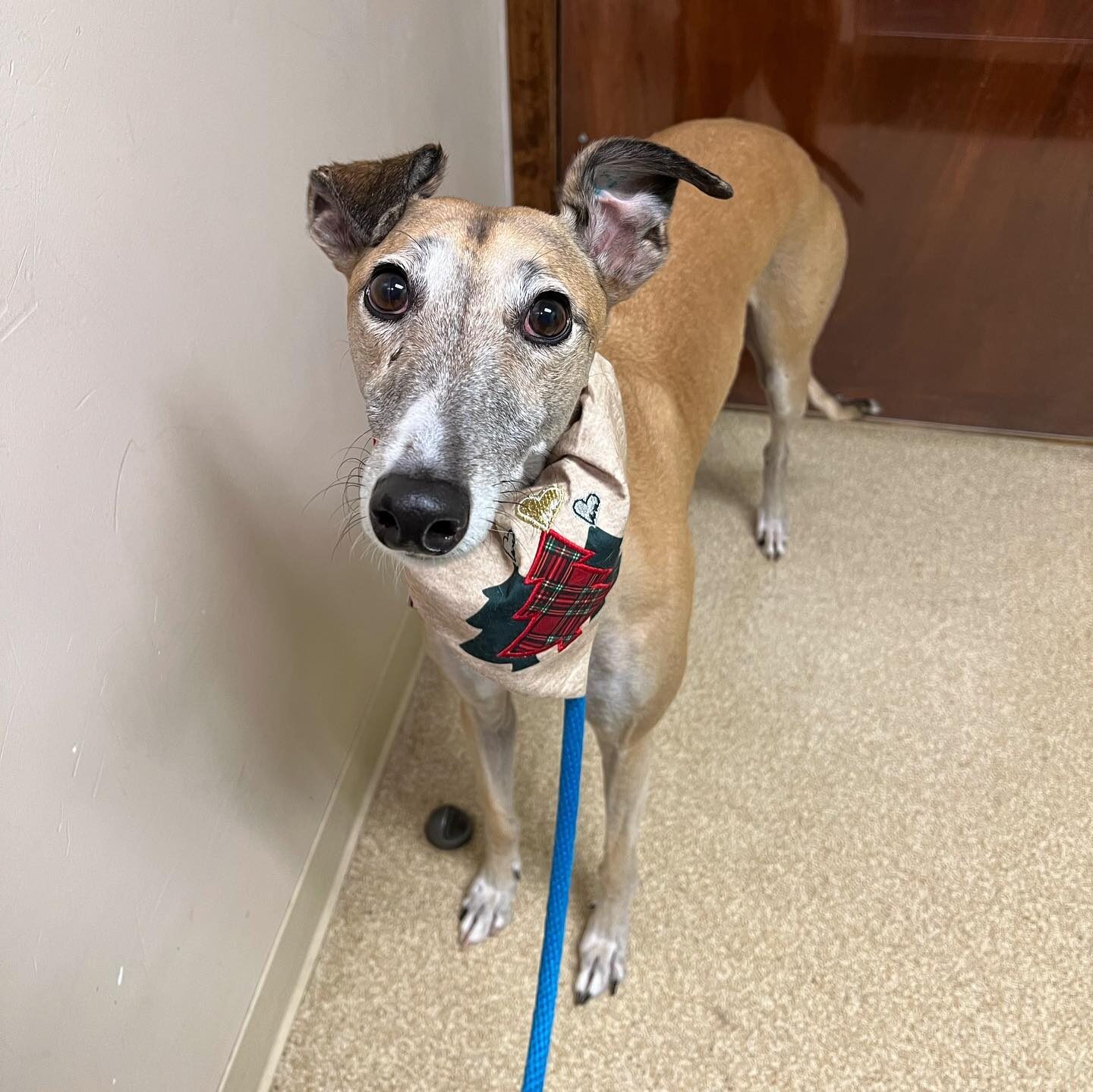 Greyhound Dog Standing In The Exam Room