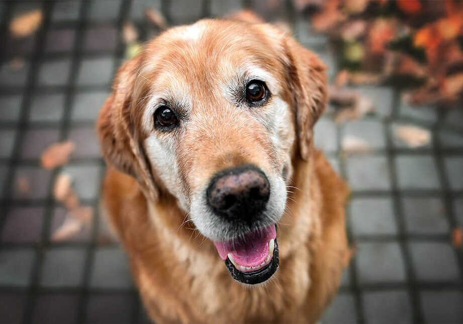 happy old golden retriever outside