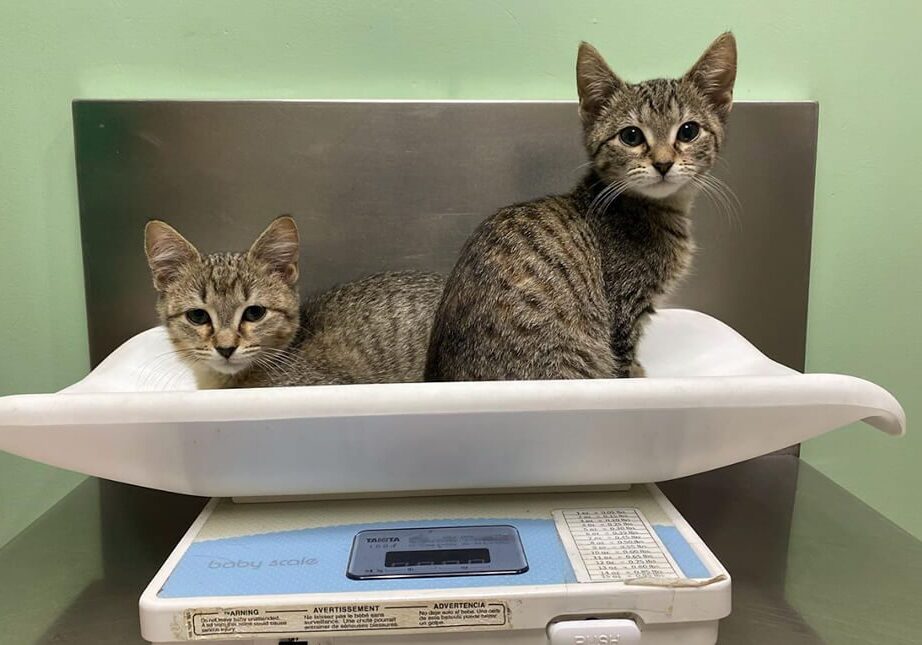 two kittens on baby scale in exam room