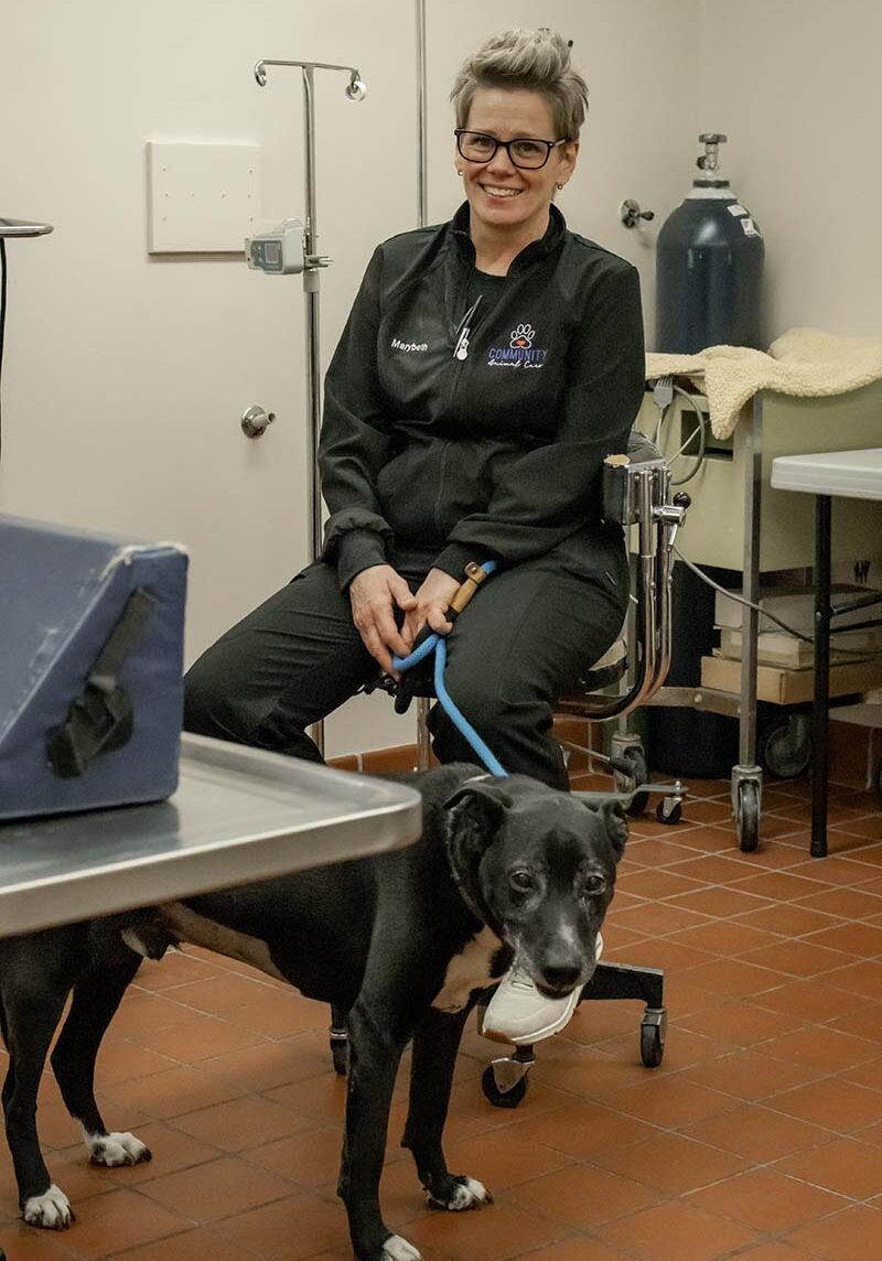 woman holding a senior dog on a leash prior to his laser therapy treatment