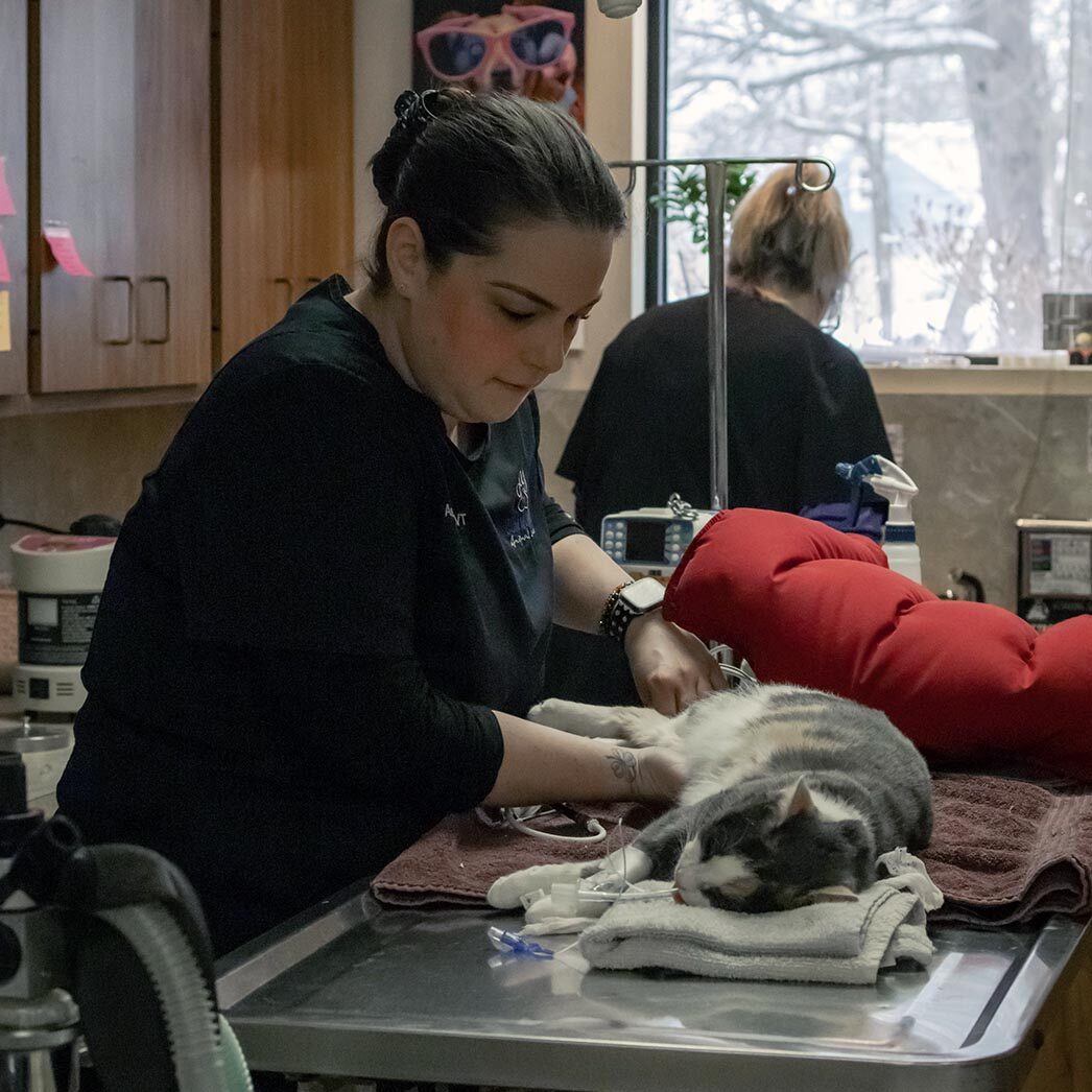 assistant prepping a young cat for surgery
