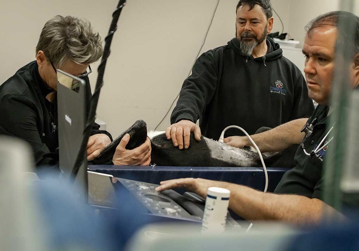veterinarian doing an ultrasound on a small dog